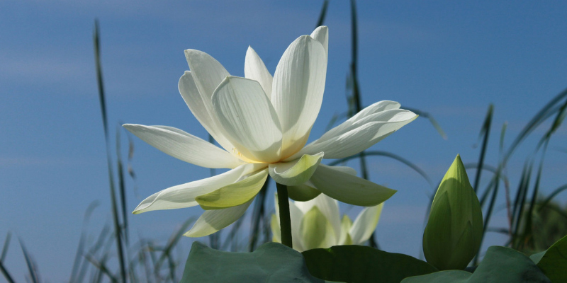 spiritual development and the lotus flower
